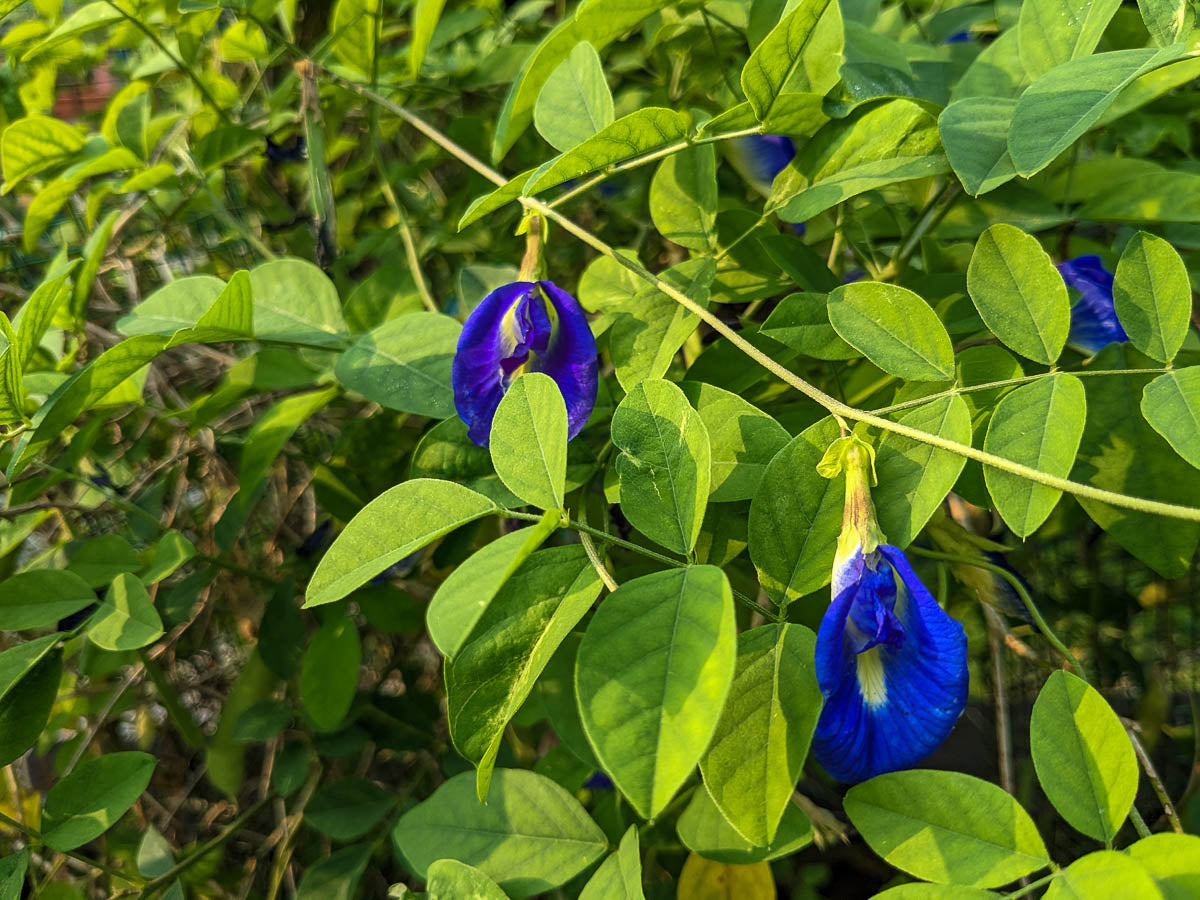 Butterfly Pea Flower (Whole) The Mercantile Apothecary