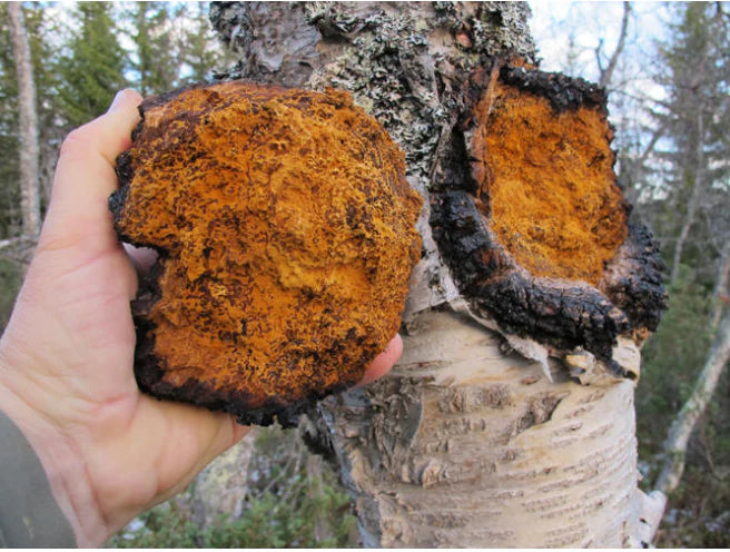 Chaga Mushroom (Ground) White Mountain Mushrooms