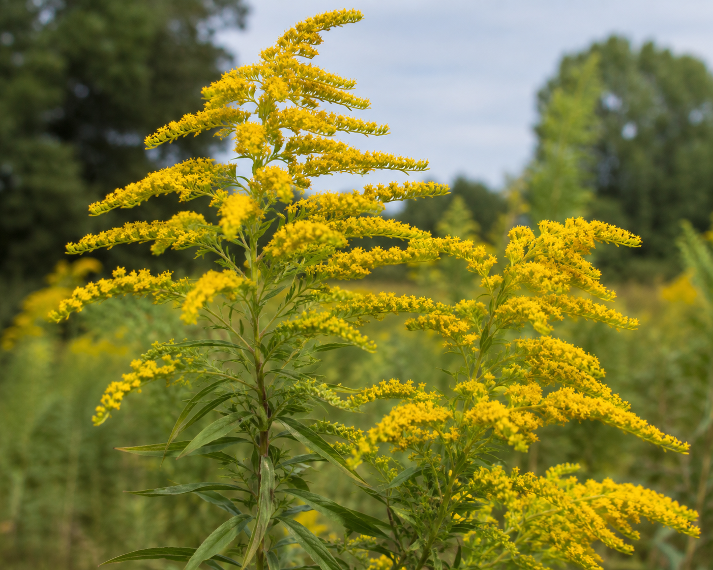 Copy of Wild Medicine of Late Summer: A Hands On Workshop Event