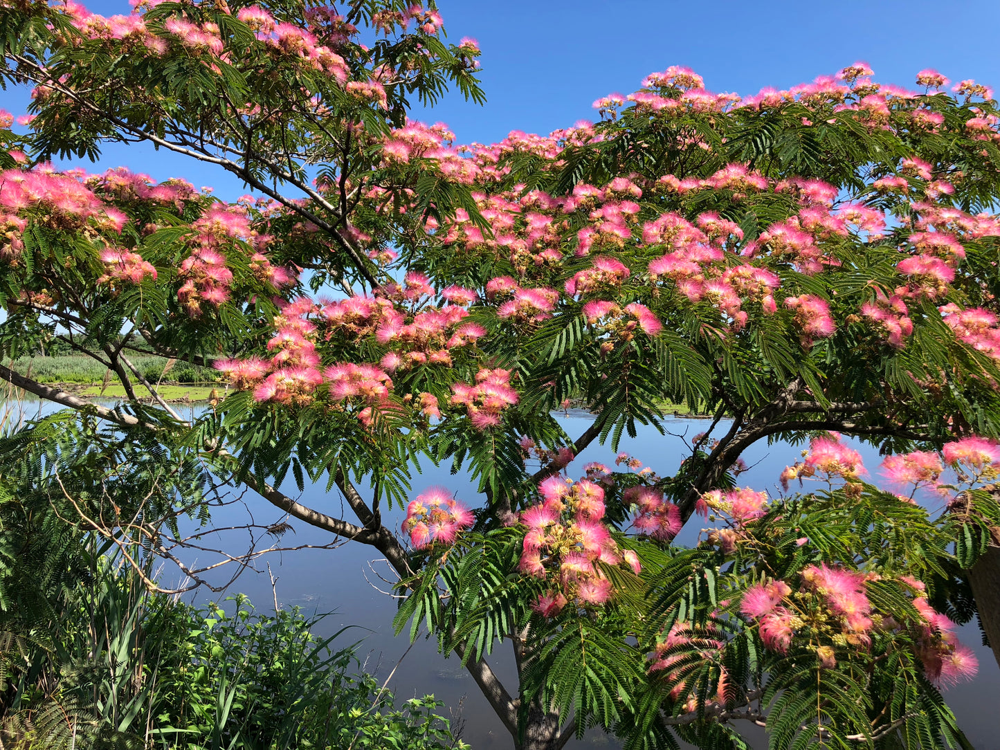 Mimosa Bark (Silk Tree) Mountain Rose Herbs
