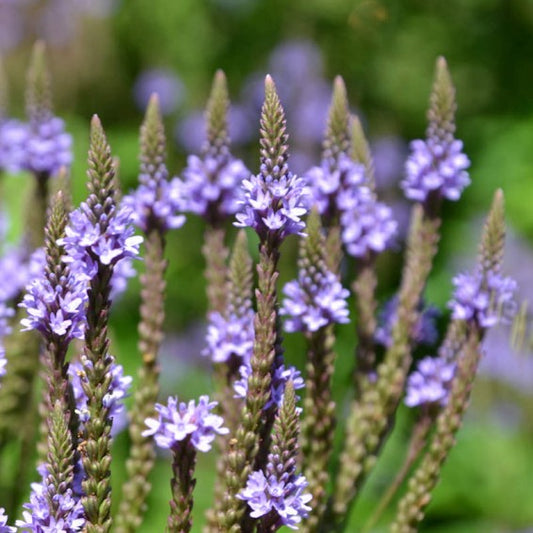 The Science of Calm: Herbs, Habits & Healing Practices for Stress & Anxiety