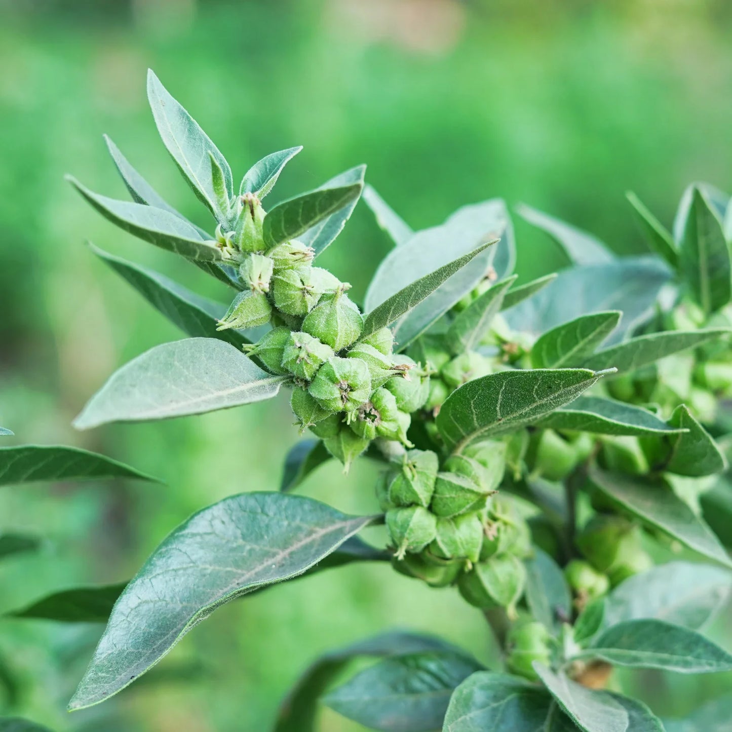 Ashwagandha Root (Powder) The Mercantile Apothecary