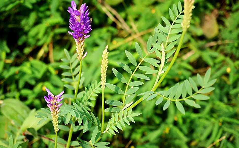 Astragalus Root