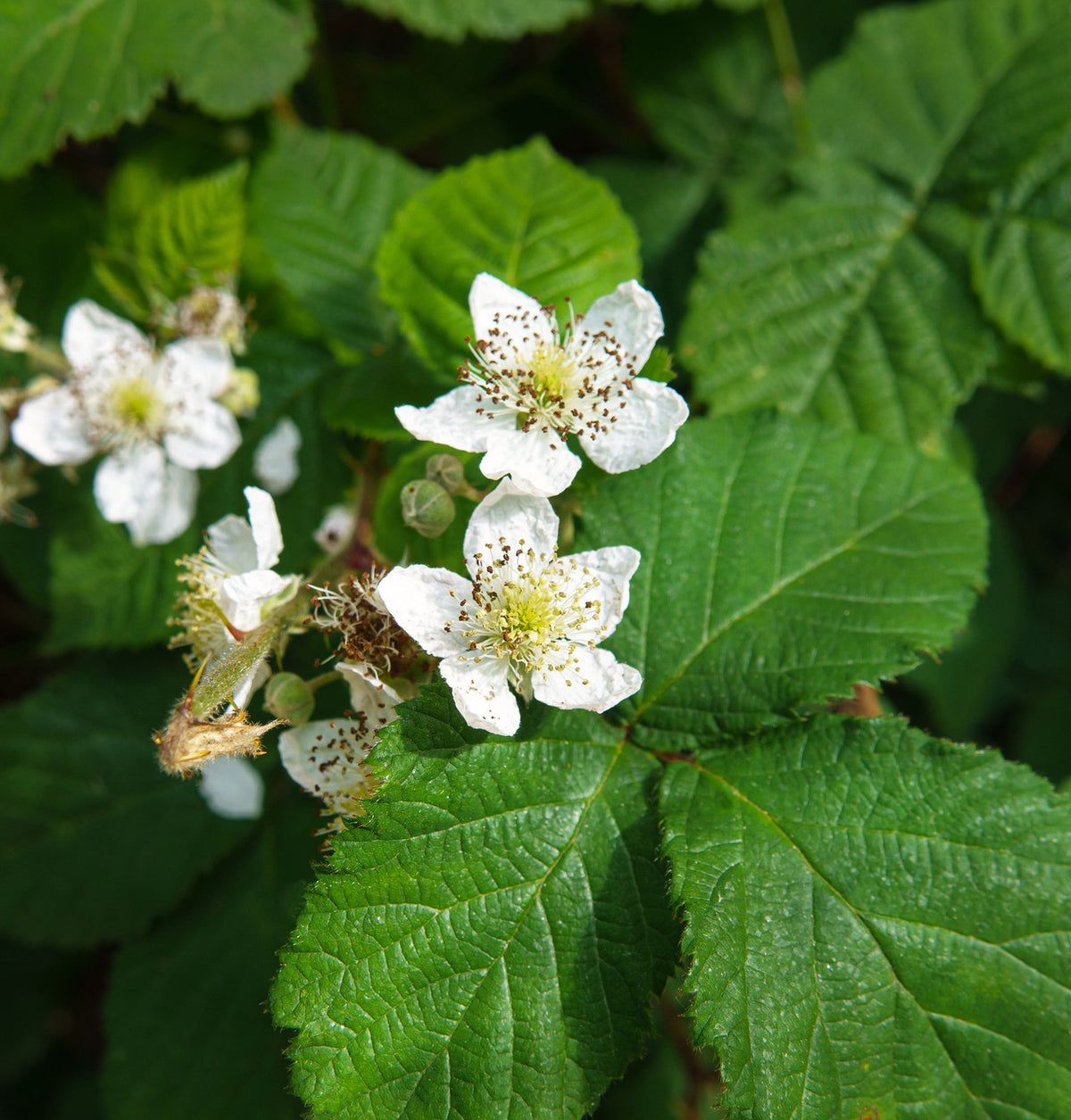 Blackberry Leaf The Mercantile Apothecary