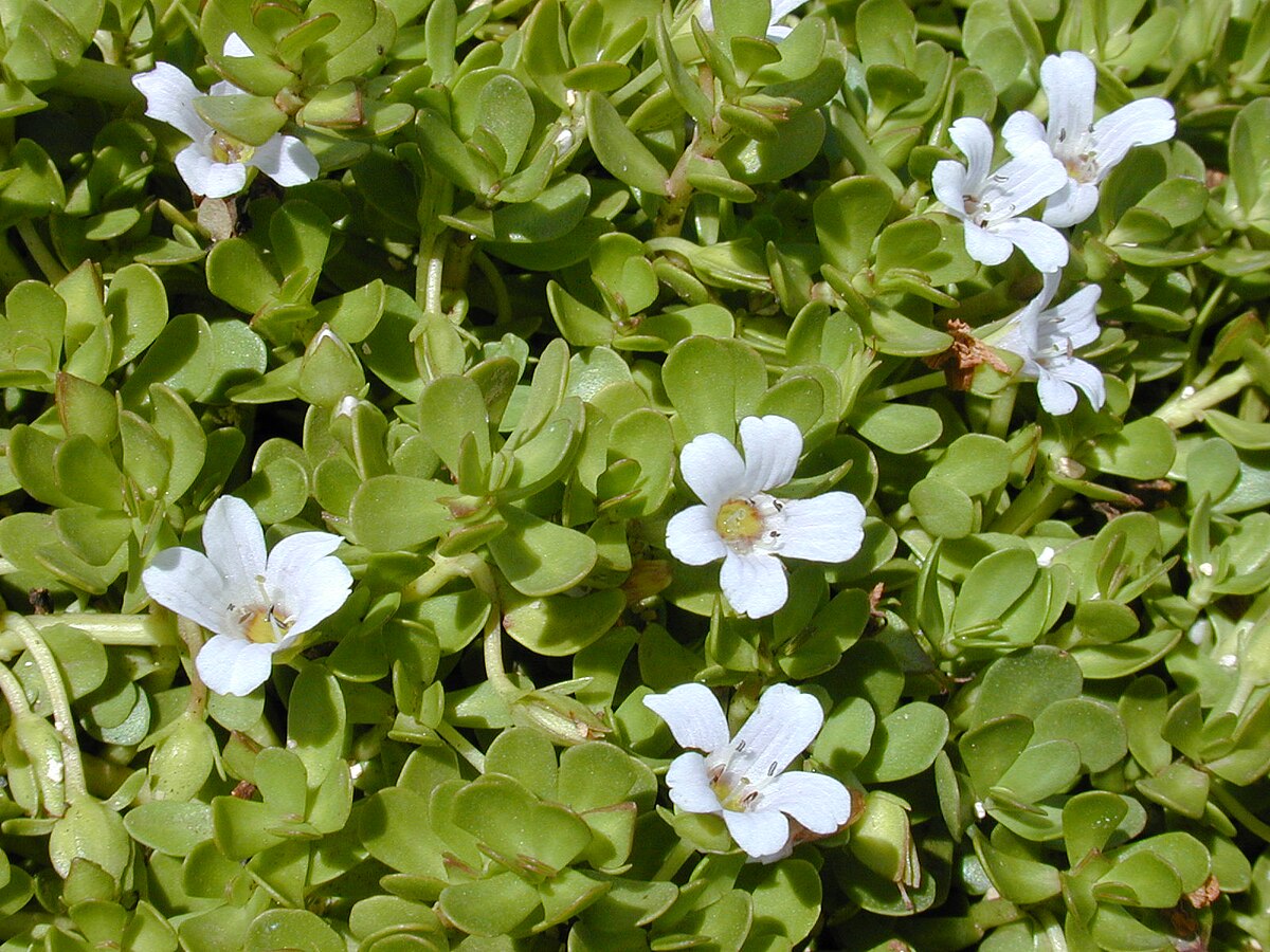 Brahmi Herb The Mercantile Apothecary
