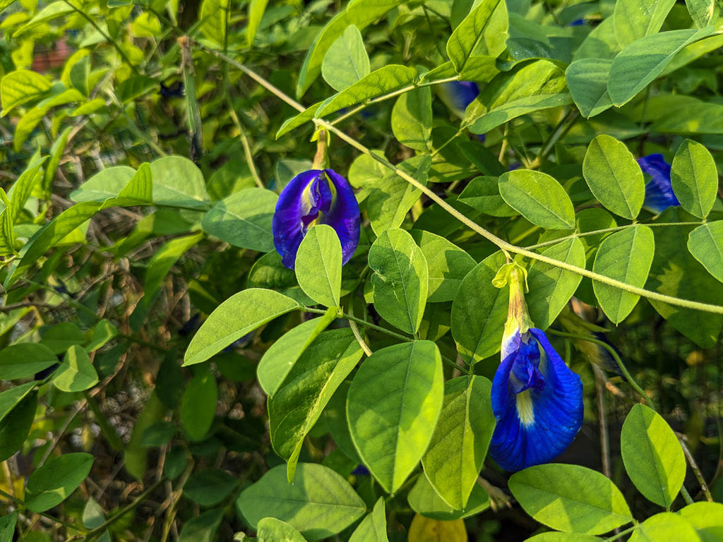 Butterfly Pea Flower (Whole)