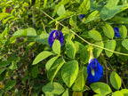 Butterfly Pea Flower (Whole)