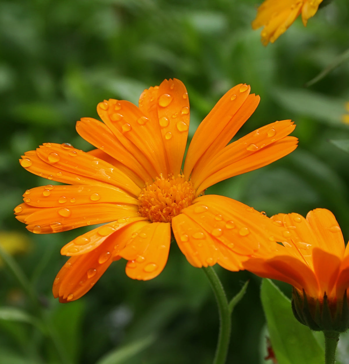 Calendula Flower (Whole) The Mercantile Apothecary