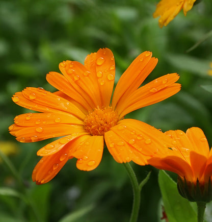Calendula Flower (Whole) The Mercantile Apothecary