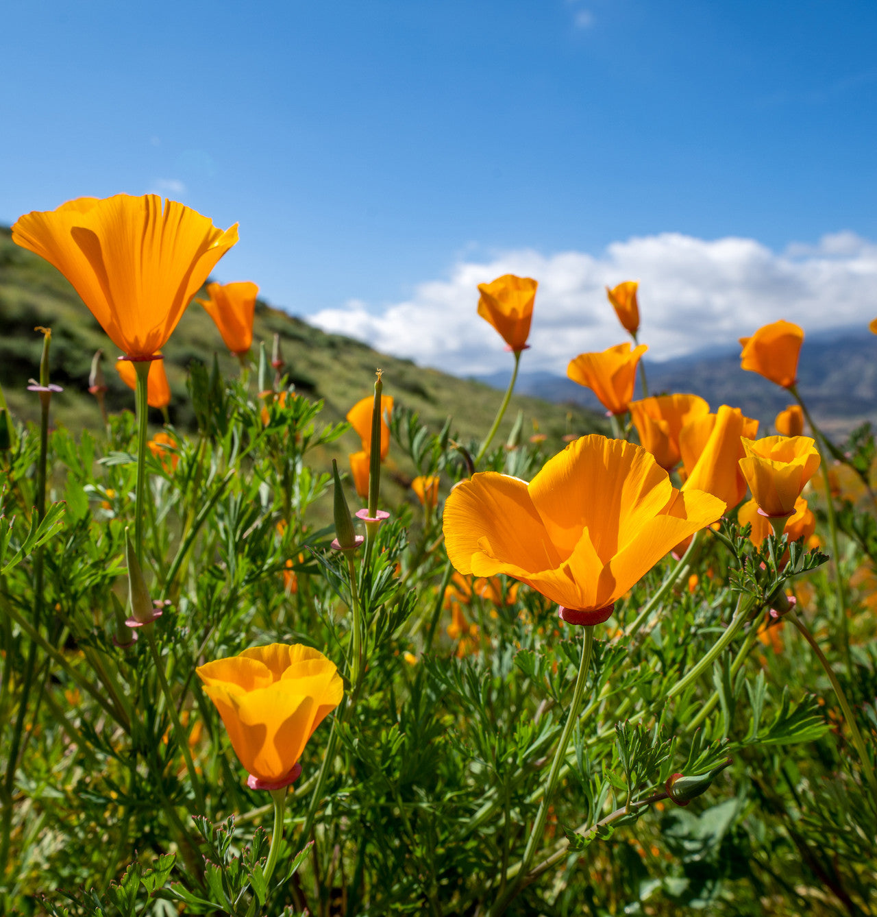 California Poppy