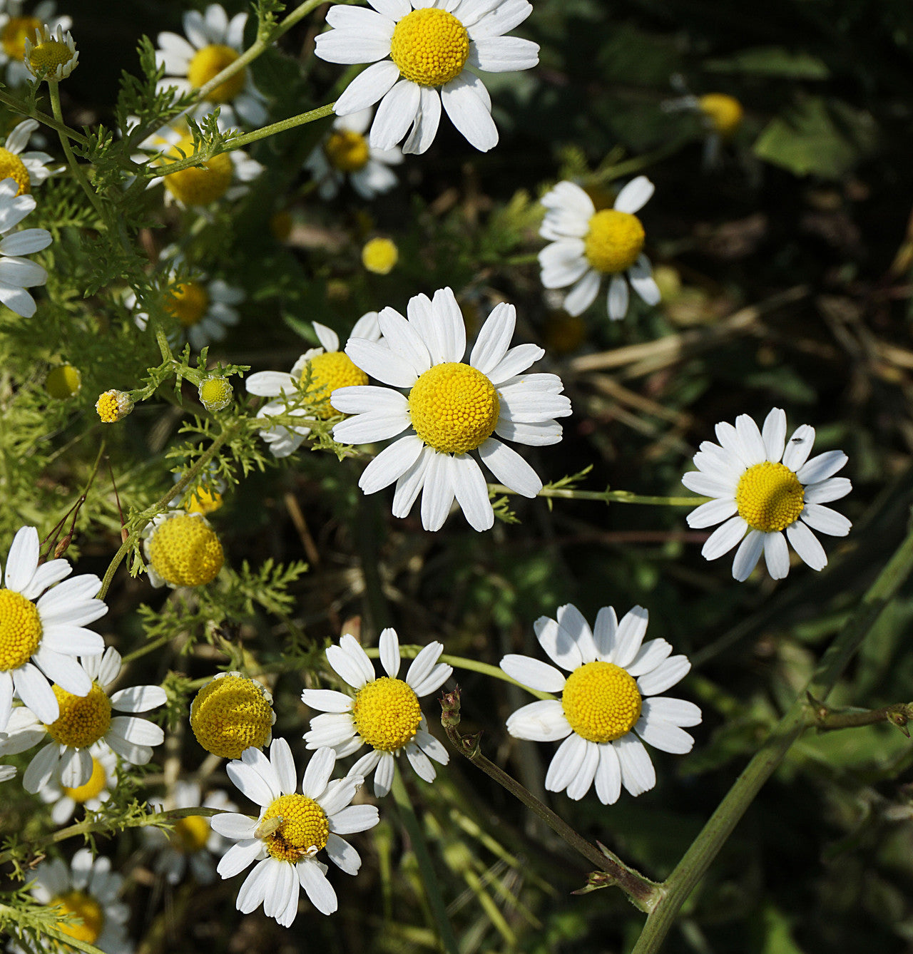 Chamomile Flowers The Mercantile Apothecary
