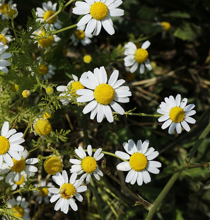 Chamomile Flowers The Mercantile Apothecary