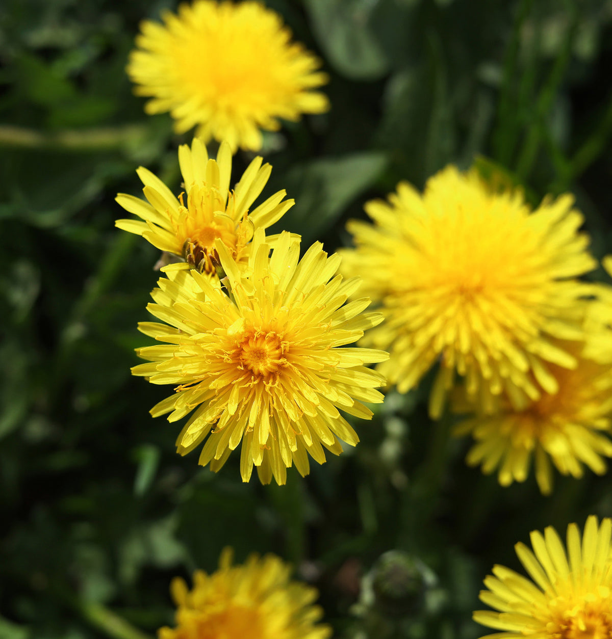 Dandelion Root Frontier Co-op