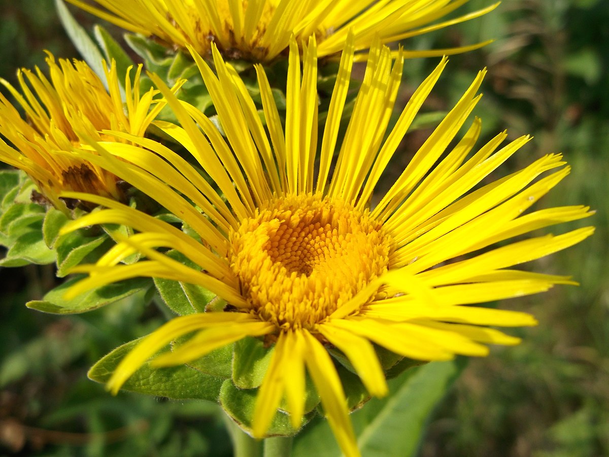 Elecampane Root The Mercantile Apothecary