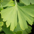 Ginkgo Leaf