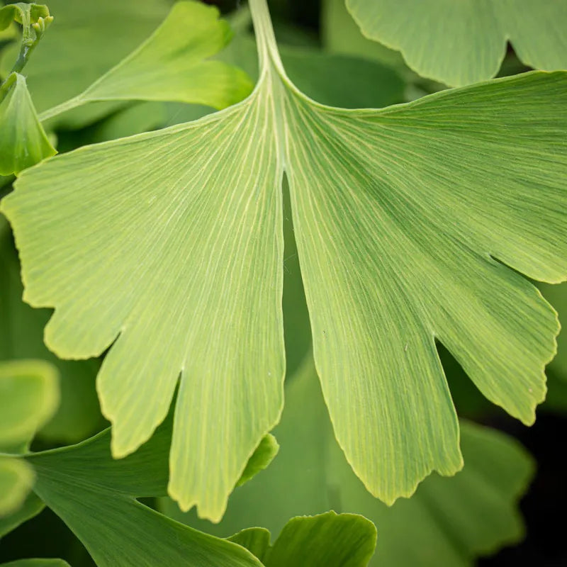 Ginkgo Leaf