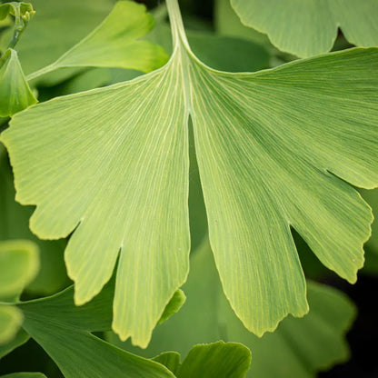 Ginkgo Leaf Frontier Co-op