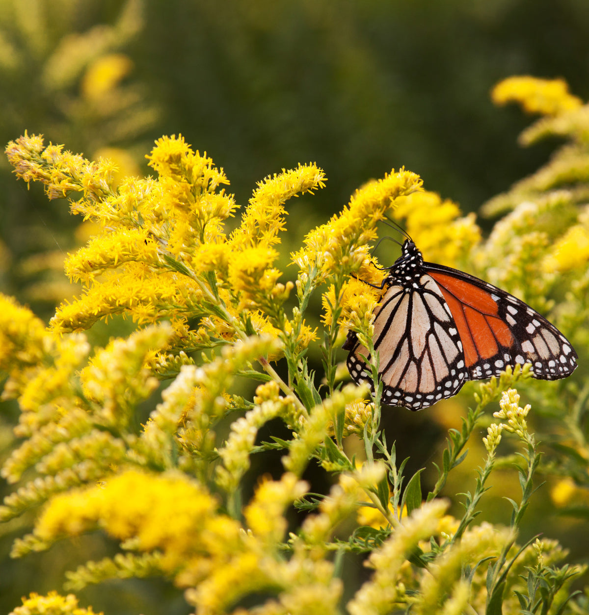 Goldenrod (Flower & Leaf) Mountain Rose Herbs
