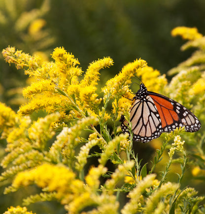 Goldenrod (Flower & Leaf) Mountain Rose Herbs
