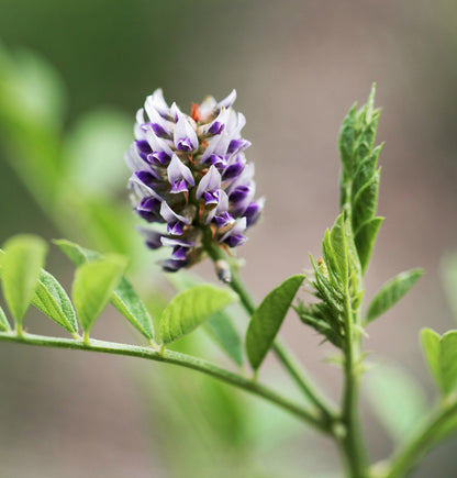 Licorice Root Frontier Co-op