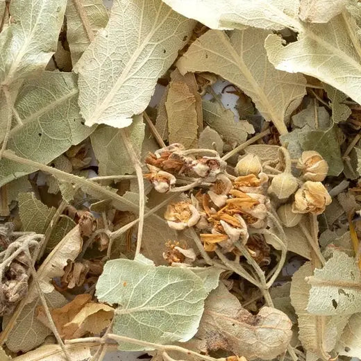Linden Flowers with Bracts Frontier Co-op