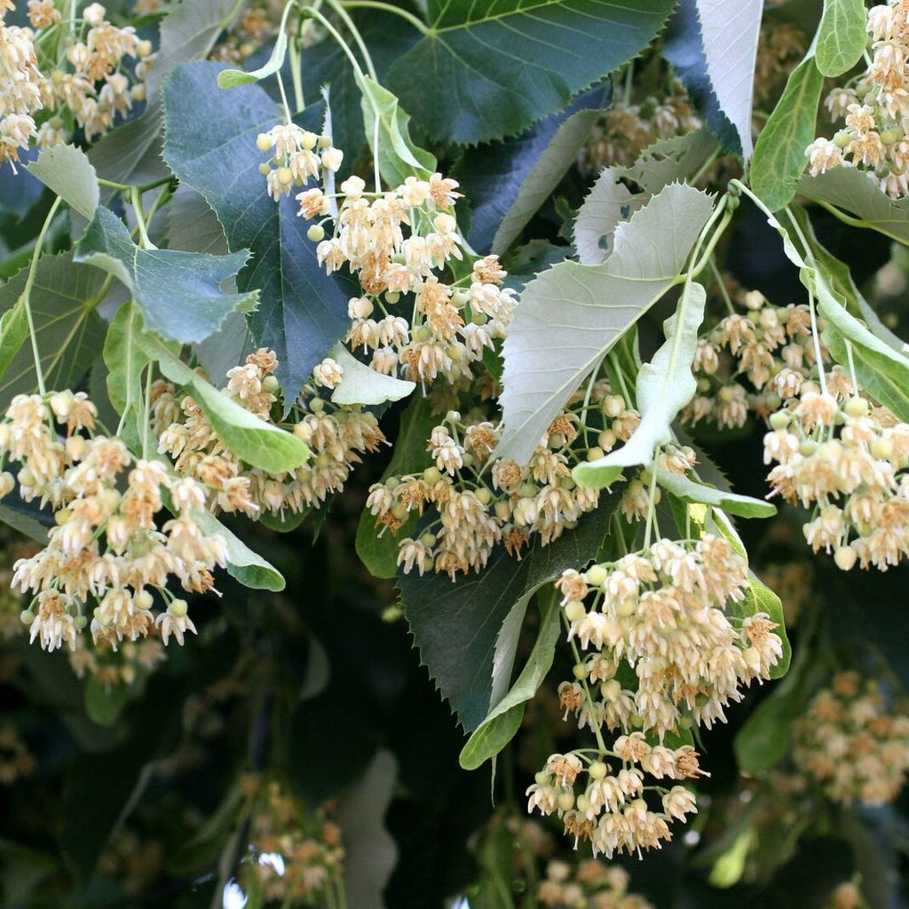 Linden Flowers with Bracts