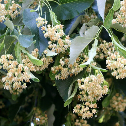 Linden Flowers with Bracts Frontier Co-op