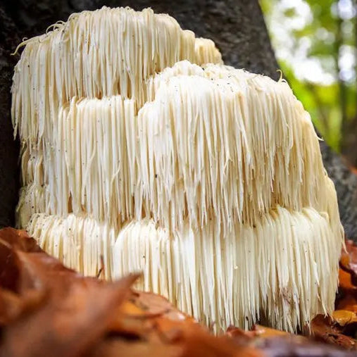 Lion’s Mane Mushroom Frontier Co-op