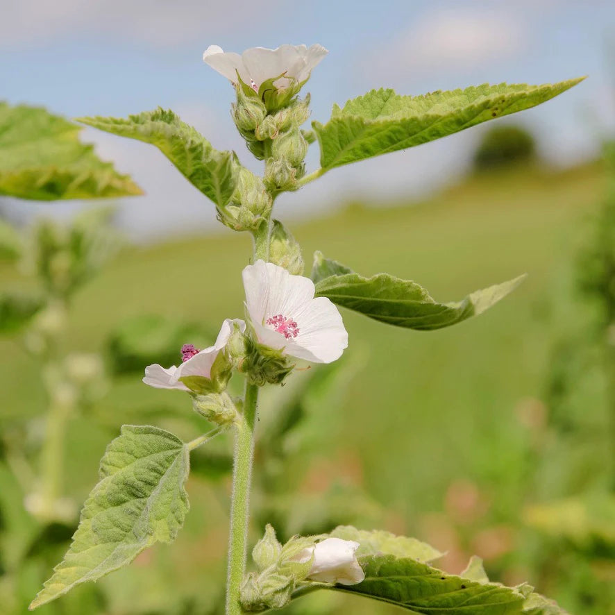 Marshmallow Leaf Mountain Rose Herbs
