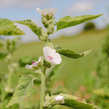 Marshmallow Leaf Mountain Rose Herbs