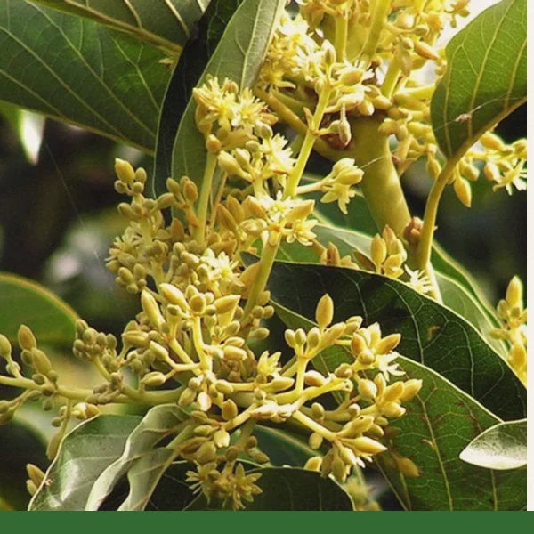 Muira Puama Bark Mountain Rose Herbs