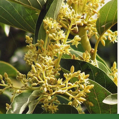 Muira Puama Bark Mountain Rose Herbs