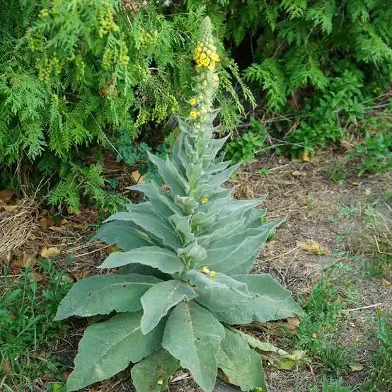Mullein Leaf Frontier Co-op
