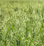 Oatstraw Green Tops