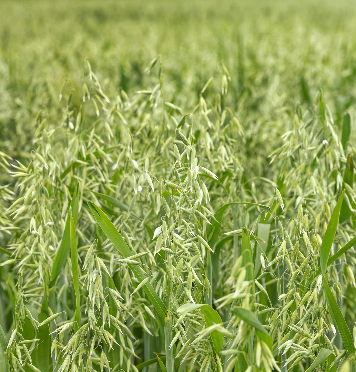 Oatstraw Green Tops Frontier Co-op