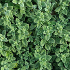 Oregano (Fancy-Grade)