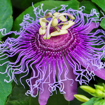 Passionflower Herb Frontier Co-op
