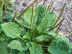 Plantain Leaf