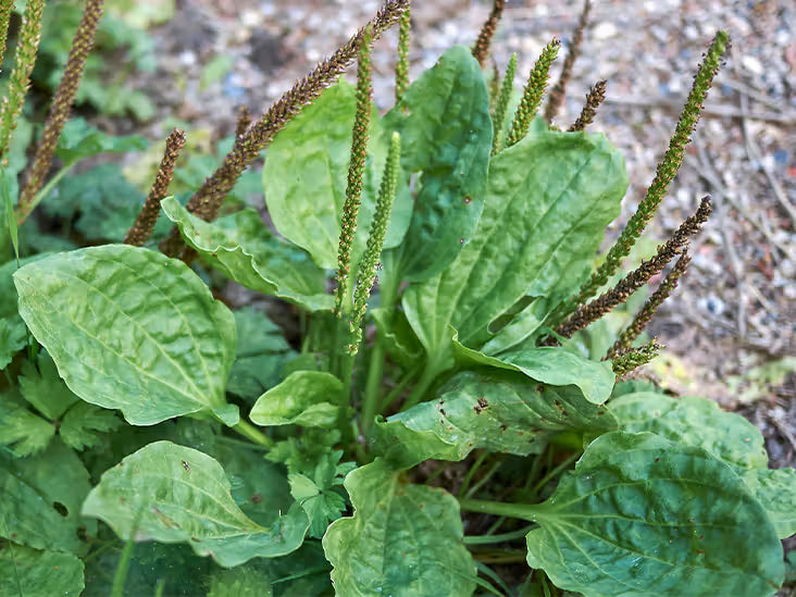 Plantain Leaf Mountain Rose Herbs