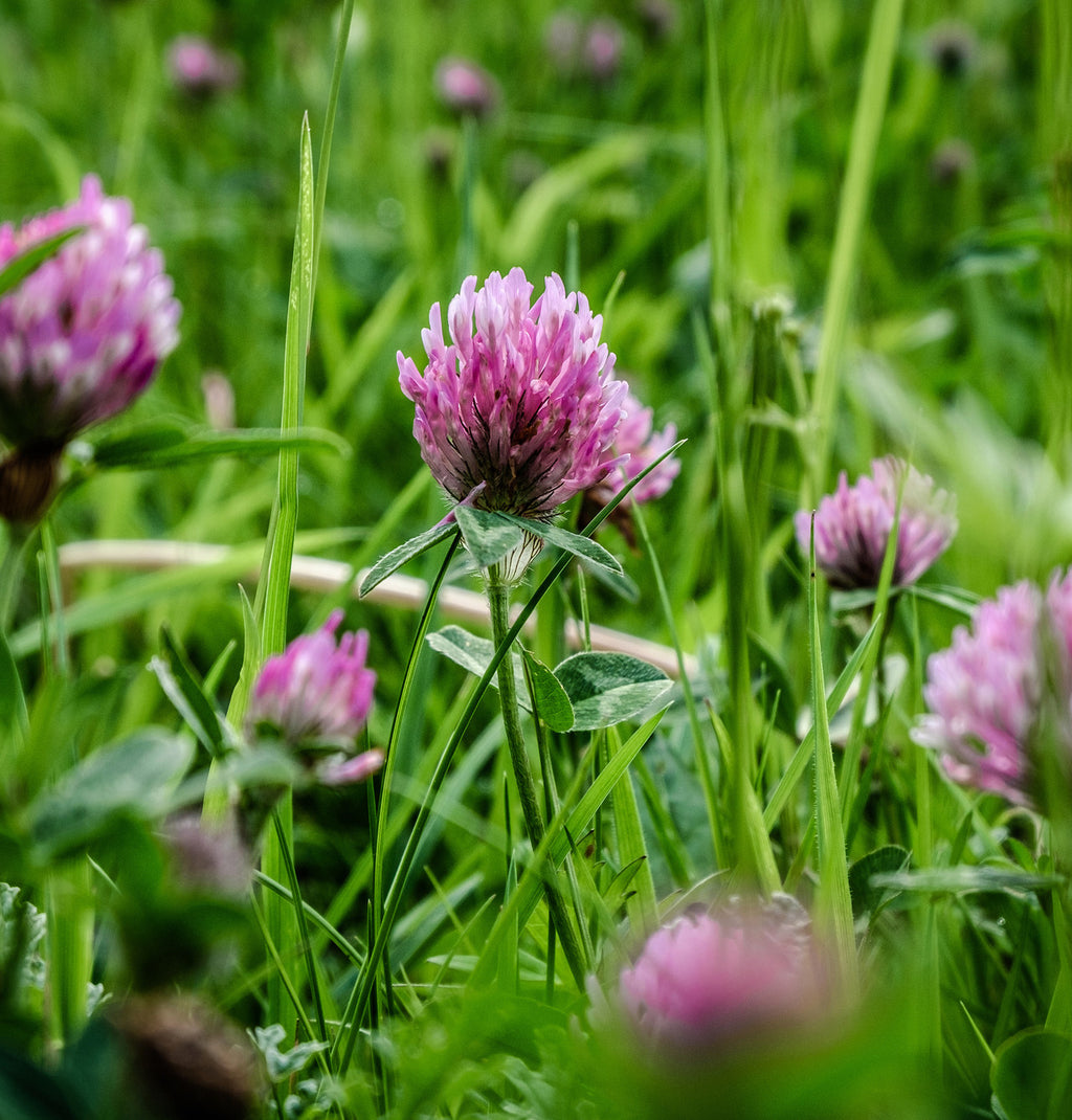 Red Clover Flower
