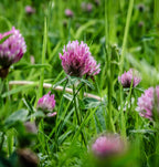 Red Clover Flower