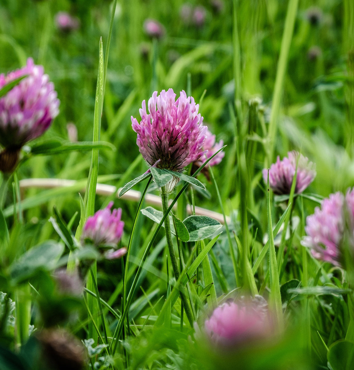 Red Clover Flower Mountain Rose Herbs