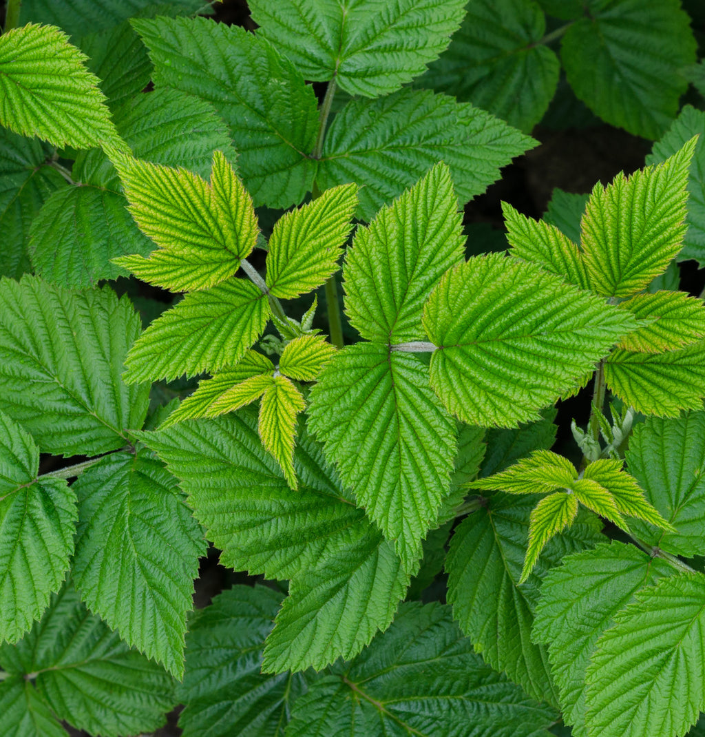 Red Raspberry Leaf