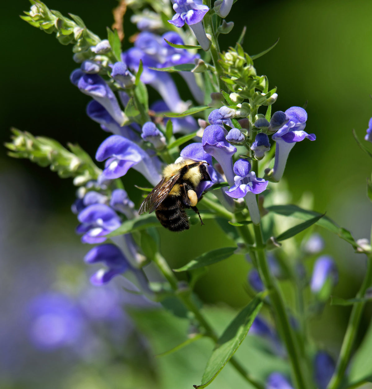 Skullcap Herb Mountain Rose Herbs