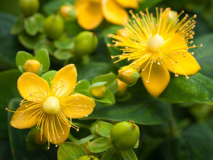 St. John's Wort Frontier Co-op