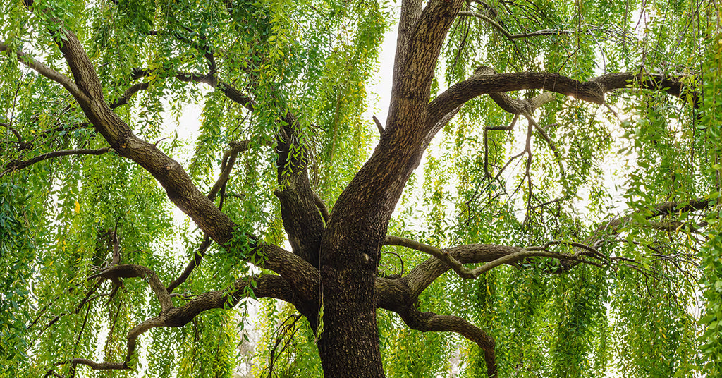 White Willow Bark