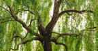White Willow Bark