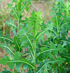 Wild Lettuce (Aerial)