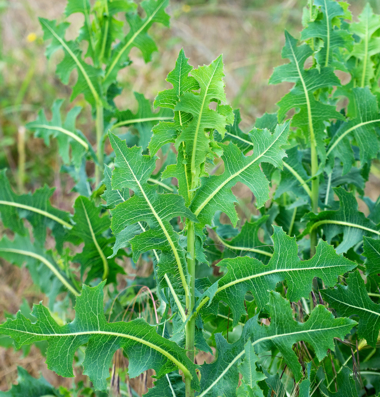 Wild Lettuce (Aerial)