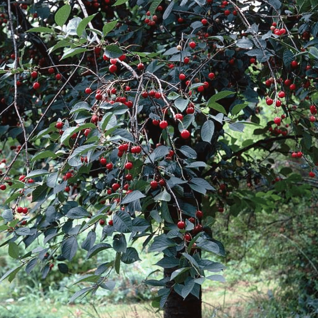Wild Cherry Bark